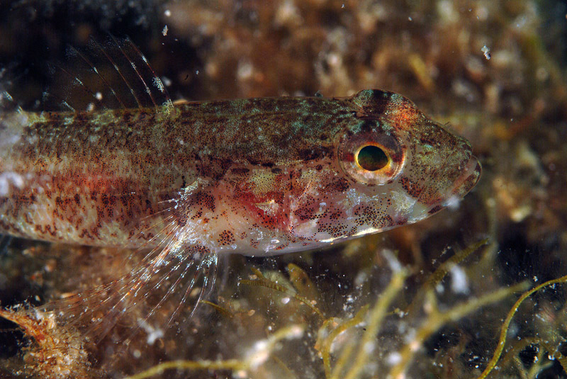 juvenile Gobius cruentatus (zona Porto Badisco LE)